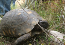 http://true-wildlife.blogspot.com/2011/06/box-turtle.html